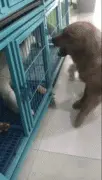 俩大狗吵架，泰迪在旁边不嫌事大​竟帮大狗出谋划策~