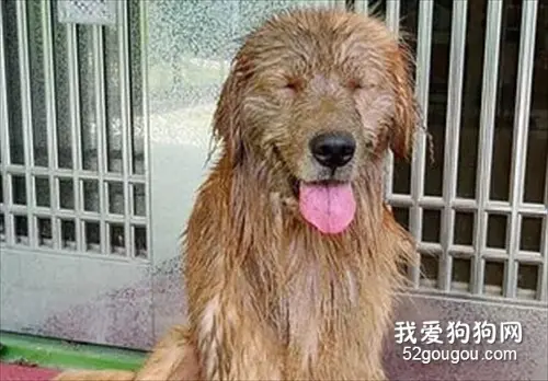 主人上厕所几分钟，出来看到优雅的金毛变泥人像，连她都认不得了！