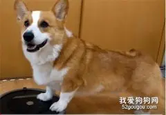 把柯基宝宝放在奶奶家两个月，回来以后我就后悔了
