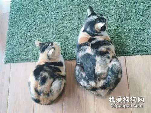 明明同一天出生的亲姐妹，长着长着…这体型咋就不一样了呢？
