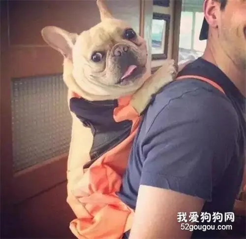 纽约地铁说，只要包里塞得下，就可以带狗，于是主人们都很拼...