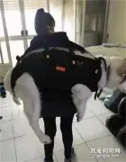 感动！柔弱女子每天背60斤二哈上下五楼数次只为了...