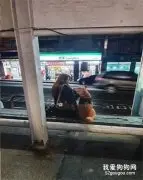 柴犬坚持陪夜归姐姐等车，主人看到后吐槽：它专门喜欢漂亮女生！