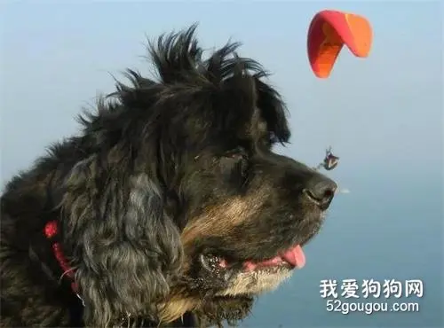 有网友拍到3米高的巨狗，吓哭我了……