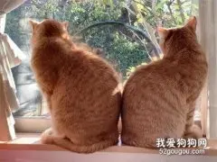两猫在看窗外的风景，结果主人叫了它们一声后，这表情好吓人！