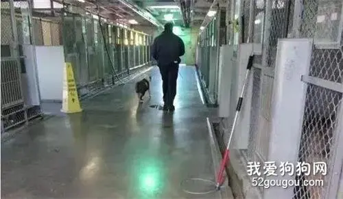 “没人领养的流浪狗终走向安乐死室，不吵闹也不挣扎.....”