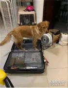 铲屎官出远门，狗子自己打包好玩具钻进行李箱：我也去！
