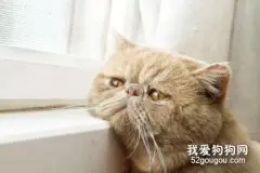 猫咪牙龈红肿用什么药 及时消炎很关键的