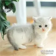 坚果是什么品种的猫？