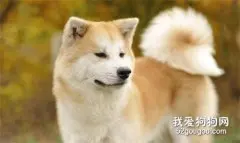 秋田犬为什么禁养 秋田犬在哪些城市禁养？