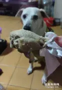 老爸把碗里的鸡腿夹给了网友，当她正感动时，下一秒心就凉了！