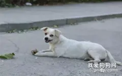 喂了流浪狗一个馒头，三天后它找上门了……