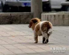 这只狗狗每天与火车擦肩而过，原因让人伤心欲绝......