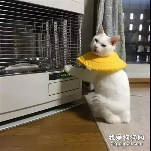 主子把电暖炉关了，超级生气的小奶猫盯上了这个小茶壶…