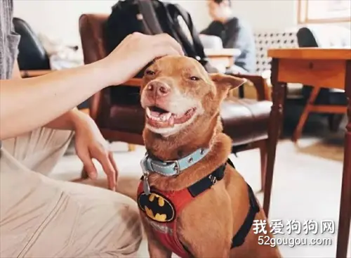 失明老狗惨遭遗弃，生命最后仍在寻找主人……