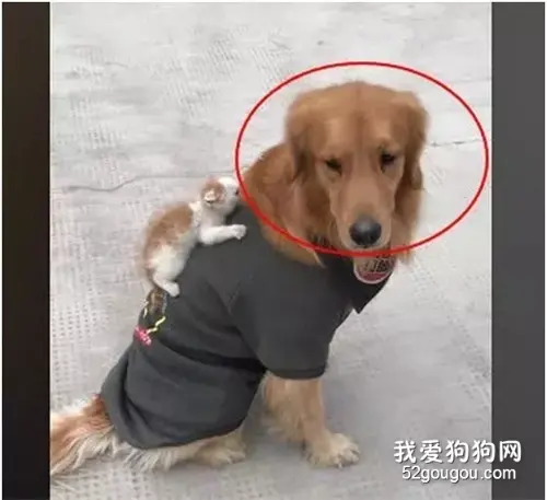 金毛在外面玩了一圈回家，主人觉得它怪怪的，走近一看笑翻！