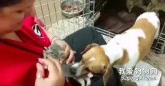 失去妈妈的小奶猫一直哭叫，狗妈妈发现后的举动超感人！