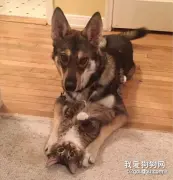 狗狗对流浪猫一见钟情，央求主人收养它， 带回家后每天幸福撸猫