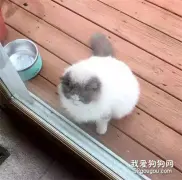 主人搬家，丢弃养了3年的布偶猫，猫咪挨家讨吃，遇见她才停止流浪
