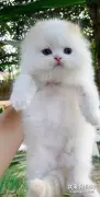 网友晒出家里猫洗澡前，跟洗澡中的对比图，差别让人不敢相信！