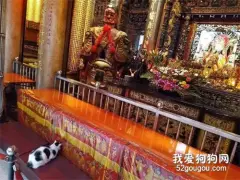 在寺庙遇到一只在拜佛的猫，看它的姿势，非常虔诚的样子！