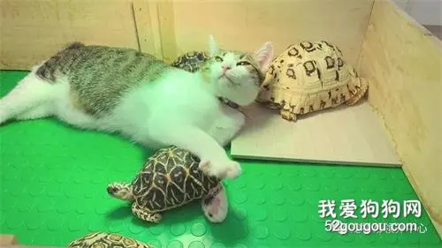 千万不要把乌龟和猫咪一起养，不然……