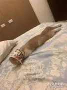 带猫去看医生，医生说它脖子太细没适合头套，于是就自制了一个！