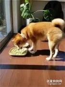 贪吃柴偷吃苦瓜干苦成表情包…怕是以后再不敢偷吃了！