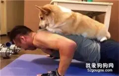 有了这条狗，我以后再也不用担心健身无聊了！