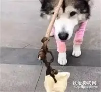 为了消磨二哈的精力，主人在它头上绑肉，下一秒却被它智商打脸