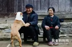 永远都不会不要你：72岁拾荒老人与16岁老狗狗的心酸约定