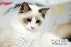 猫咪嘴上长猫藓怎么办？