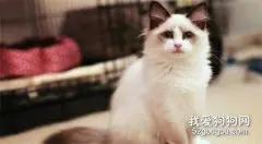 布偶猫发情的症状 发出惨叫的是公猫还是母猫