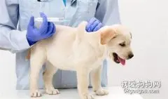 幼犬几个月可以打狂犬？