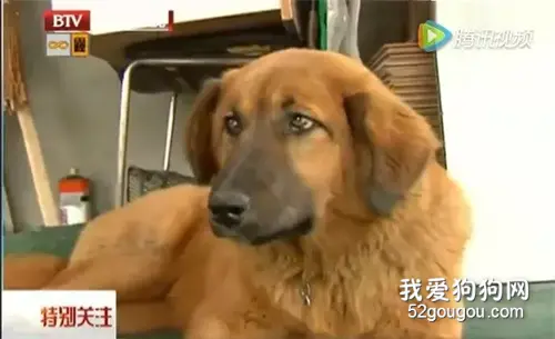 那个拼了命救下跳楼少女的英雄狗狗，最后还是被遗弃了......