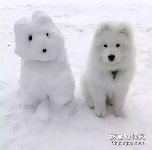 灵魂堆雪铲屎官为狗狗量身打造了个雪人，它气到崩溃！