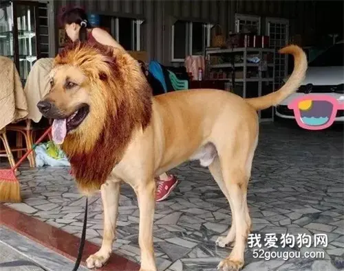 亲戚送来一个古董大牛铃，可狗砸戴上却秒变迷你小铃铛！