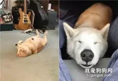 执着“傻爸”给柴柴称重，直呼：我太难难难了！