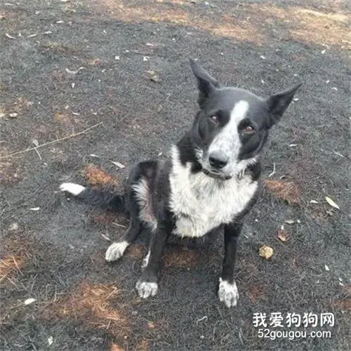 澳洲野火袭来，6岁牧羊犬冷静指挥，成功帮主人救回千只绵羊！