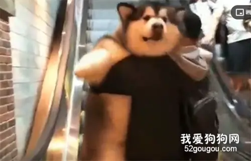 一百多斤的狗子，坐电梯还要主人抱抱，当自己小奶狗呢？