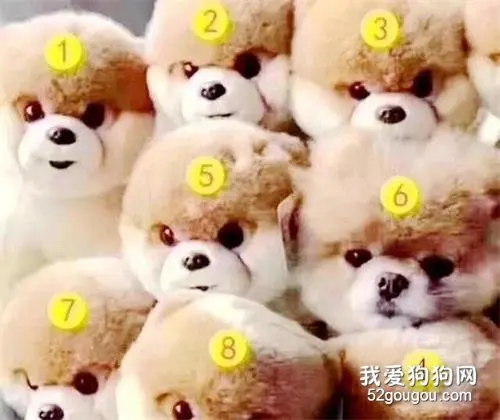 几号小狗是真的？几乎没人看出来，看出来的都是好眼力高智商