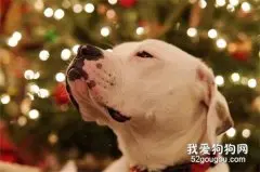 失去两条腿后，它却迎来了另一个春天