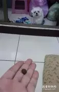 贪吃狗子错把兔子便便当狗粮，主人告诉它时，它的反应太逗了！