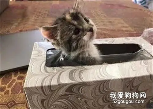 网友花了两个小时找她家的猫，结果发现…
