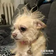 我家狗啥品种？潦草本草啊！