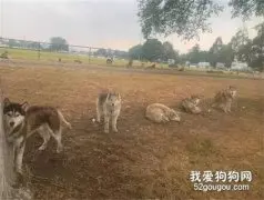 为保护60只哈士奇，男子被野火围困，却拒绝上直升机！