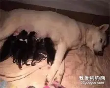 网友家的田园犬怀孕了，可没想到居然生下了一窝哈士奇，笑喷!