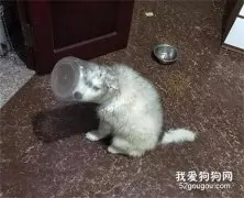 网友：我家这狗子还能要吗？在线等，急！