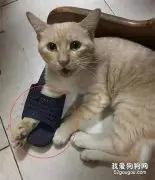 猫咪突然传来惨叫声，主人跑过去后，却没忍住笑声！