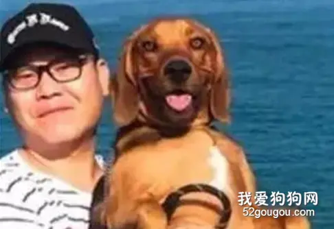 小奶狗一年秒变“巨无霸”，这超强发育，爸妈承受不起啊！